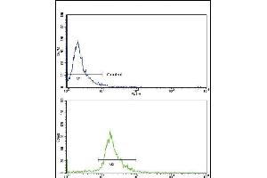 Flow cytometric analysis of NCI- cells using C Antibody (Center )(bottom histogram) compared to a negative control cell (top histogram). (Endoglin anticorps  (AA 380-409))