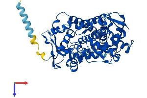 AlphaFold protein structure predicition of Human Recombinant CYP2B6 Protein, UniprotID P20813