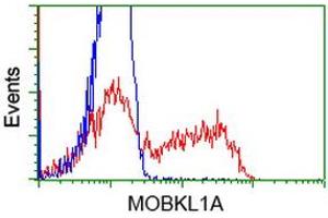 HEK293T cells transfected with either RC206337 overexpress plasmid (Red) or empty vector control plasmid (Blue) were immunostained by anti-MOBKL1A antibody (ABIN2453310), and then analyzed by flow cytometry. (MOBKL1A anticorps)
