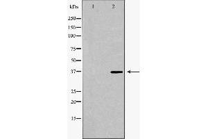 Western blot analysis of extracts of 193T , using PARD6A antibody. (PARD6A anticorps  (N-Term))