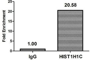 Chromatin Immunoprecipitation Hela (10 6 , treated with 30 mM sodium butyrate for 4h) were treated with Micrococcal Nuclease, sonicated, and immunoprecipitated with 5 μg anti-HIST1H1C (ABIN7139194) or a control normal rabbit IgG. (HIST1H1C anticorps  (acLys74))