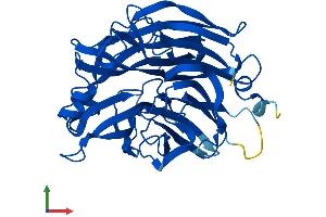 AlphaFold protein structure predicition of Mouse Recombinant Neu2 Protein, UniprotID Q9JMH3