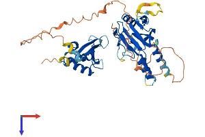 AlphaFold protein structure predicition of Human Recombinant IRF8 Protein, UniprotID Q02556