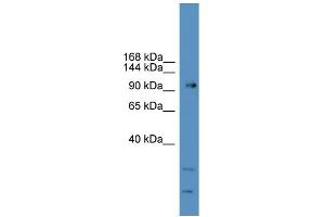 WB Suggested Anti-GRM7 Antibody Titration: 0. (GRM7 anticorps  (C-Term))