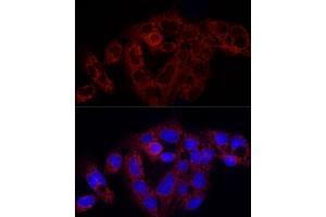Immunofluorescence analysis of HepG2 cells using RPS18 Rabbit pAb (ABIN6128660, ABIN6147205, ABIN6147206 and ABIN6215379) at dilution of 1:250 (40x lens).