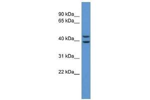 Western Blot showing ADORA3 antibody used at a concentration of 1.