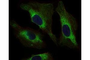 Immunofluorescence analysis of Hela cells using STAT5A mouse mAb (green). (STAT5A anticorps  (AA 583-794))