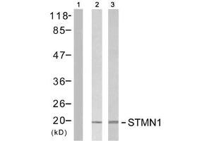 Western blot analysis of extracts from Jurkat cells untreated or treated with PMA (1ng/ml, 5min) or H 2 O 2 , using Stathmin 1 (Ab-15) antibody (E021227). (Stathmin 1 anticorps)