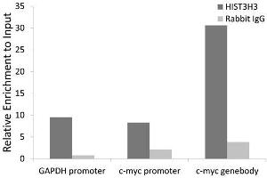 Chromatin Immunoprecipitation analysis extracts of HeLa cell line, using HIST3H3 antibody. (Histone 3 anticorps  (C-Term))