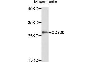 Western blot analysis of extracts of mouse testis, using CD320 antibody (ABIN5995829) at 1/1000 dilution. (CD320 anticorps)