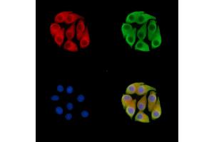 ABIN7095536 and ABIN7099593 staining Hela cells by IF/ICC. (FBXO4 anticorps)