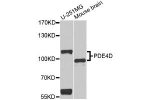 Western blot analysis of extracts of various cell lines, using PDE4D antibody. (PDE4D anticorps)