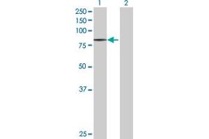 Western Blot analysis of QARS expression in transfected 293T cell line by QARS MaxPab polyclonal antibody.