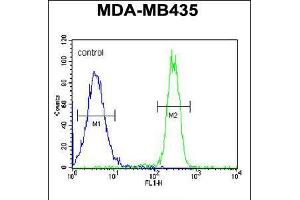 Flow cytometric analysis of MDA-MB435 cells (right histogram) compared to a negative control cell (left histogram). (SGF29 anticorps  (C-Term))
