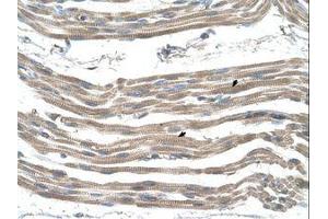 Image no. 1 for anti-Solute Carrier Family 25 (Mitochondrial Carrier: Glutamate), Member 22 (SLC25A22) (AA 131-180) antibody (ABIN205021)