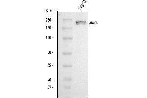 Western blot analysis of MRP3/ABCC3 using anti-MRP3/ABCC3 antibody (ABIN7600647).