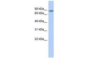 Image no. 1 for anti-Transmembrane and Tetratricopeptide Repeat Containing 1 (TMTC1) (AA 683-732) antibody (ABIN6743518) (TMTC1 anticorps  (AA 683-732))