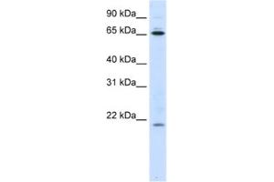 Western Blotting (WB) image for anti-Nuclear Import 7 Homolog (NIP7) antibody (ABIN2462264) (NIP7 anticorps)