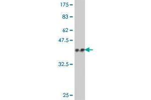 Western Blot detection against Immunogen (37.