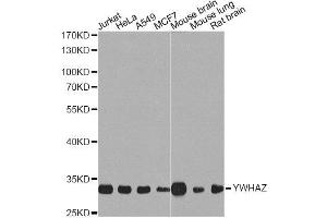 Western blot analysis of extracts of various cell lines, using YWHAZ Antibody. (14-3-3 zeta anticorps  (C-Term))
