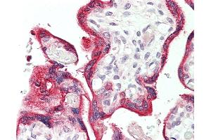 Anti-VOPP1 / ECOP antibody IHC staining of human placenta. (VOPP1 anticorps)