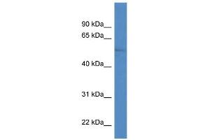 WB Suggested Anti-ZIC1 Antibody Titration:  0. (ZIC1 anticorps  (N-Term))