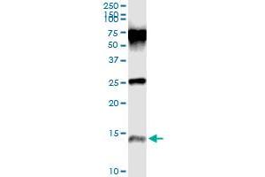 Immunoprecipitation of PI3 transfected lysate using anti-PI3 monoclonal antibody and Protein A Magnetic Bead , and immunoblotted with PI3 monoclonal antibody.