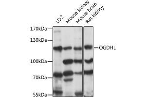 Western blot analysis of extracts of various cell lines, using OGDHL antibody (ABIN7269135) at 1:1000 dilution. (OGDHL anticorps  (AA 1-110))