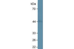 Rabbit Detection antibody from the kit in WB with Positive Control:  Sample Human hela cells. (Adiponectin Receptor 2 Kit ELISA)