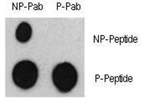 Dot blot analysis of phospho-ATF2 antibody and nonphos ATF2 pAb.