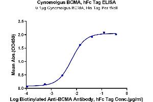 Immobilized Cynomolgus BCMA, hFc Tag at 1 μg/mL (100 μL/well) on the plate.