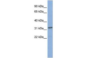 Western Blotting (WB) image for anti-Small Nuclear RNA Activating Complex, Polypeptide 2, 45kDa (SNAPC2) antibody (ABIN2457896) (SNAPC2 anticorps)