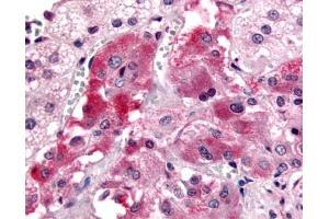 Anti-GPR108 antibody IHC of human adrenal, medulla. (GPR108 anticorps  (Cytoplasmic Domain))