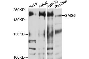 Western blot analysis of extracts of various cell lines, using SMG6 antibody (ABIN6003839) at 1/1000 dilution. (SMG6 anticorps)