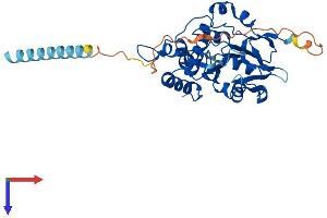 AlphaFold protein structure predicition of Human Recombinant HS3ST5 Protein, UniprotID Q8IZT8