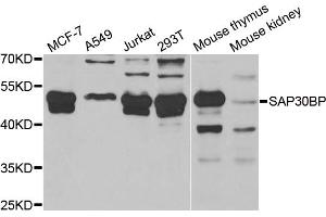 Western blot analysis of extracts of various cell lines, using SAP30BP antibody. (SAP30BP anticorps)