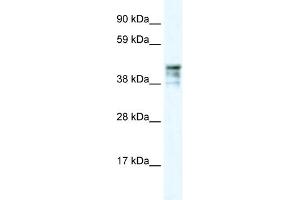 WB Suggested Anti-KRT15 Antibody Titration: 0. (KRT15 anticorps  (C-Term))