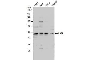 WB Image LDB1 antibody detects LDB1 protein by western blot analysis. (LIM Domain Binding 1 Protein anticorps)