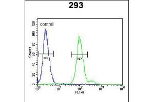 Flow cytometric analysis of 293 cells (right histogram) compared to a negative control cell (left histogram). (Complement Factor B anticorps  (AA 469-494))