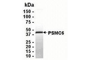 Western Blotting (WB) image for Proteasome (Prosome, Macropain) 26S Subunit, ATPase, 6 (PSMC6) (AA 1-389) protein (ABIN2468995)