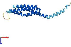 AlphaFold protein structure predicition of Human Recombinant ALOX5AP Protein, UniprotID P20292
