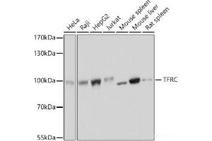 Western blot analysis of extracts of various cell lines using TFRC Polyclonal Antibody at dilution of 1:3000. (Transferrin Receptor anticorps)