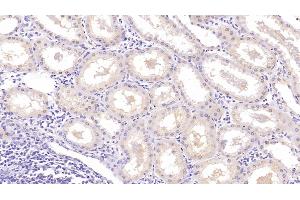 Detection of NRGN in Human Kidney Tissue using Monoclonal Antibody to Neurogranin (NRGN) (Neurogranin anticorps  (AA 1-67))