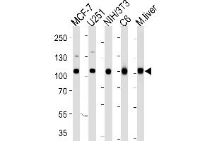Western blot analysis of lysates from MCF-7, , mouse NIH/3T3, rat C6 cell line and mouse liver tissue lysate (from left to right) using VCP Antibody (ABIN1944899 and ABIN2838502). (VCP anticorps  (AA 1-225))
