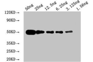 WB: Mouse anti Myc-tagged fusion protein Monoclonal antibody at 1. (Myc Tag anticorps)
