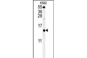 LSM4 Antibody (Center) (ABIN652017 and ABIN2840498) western blot analysis in K562 cell line lysates (35 μg/lane). (LSM4 anticorps  (AA 47-74))