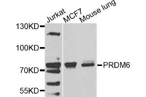 Western blot analysis of extracts of various cells, using PRDM6 antibody. (PRDM6 anticorps)