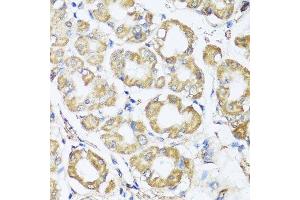 Immunohistochemistry of paraffin-embedded human stomach using B9D1 antibody.
