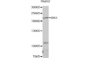 Western blot analysis of extracts of HepG2 cells, using IRS1 antibody (ABIN5970075) at 1/1000 dilution. (IRS1 anticorps)