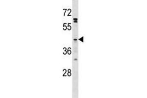 GPR120 antibody western blot analysis in HepG2 lysate. (O3FAR1 anticorps  (AA 231-260))